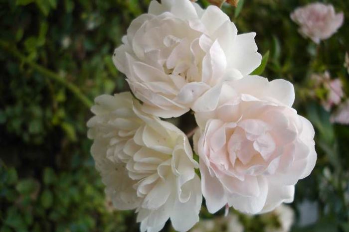 Güllerin Efendisi’ne en güzel güller Bir gülde siz ekleyin