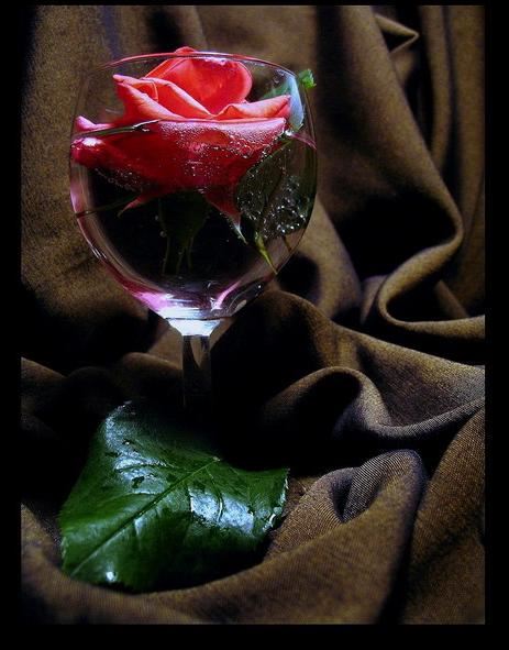 Aşk gülleri güzel aşk gülleri