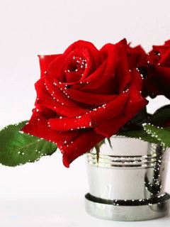 Aşk gülleri güzel aşk gülleri