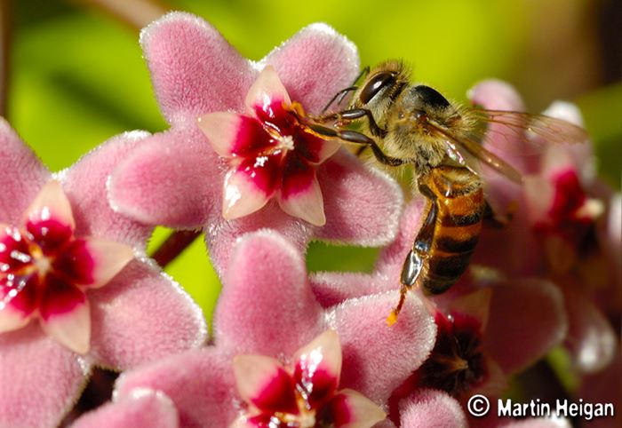 Mum çiçeği resimleri