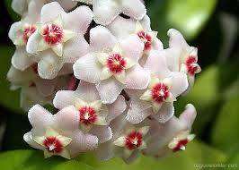 Mum çiçeği resimleri