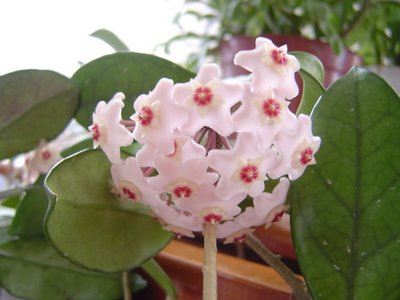 Mum çiçeği resimleri