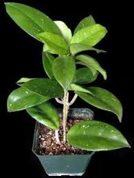 Mum çiçeği resimleri