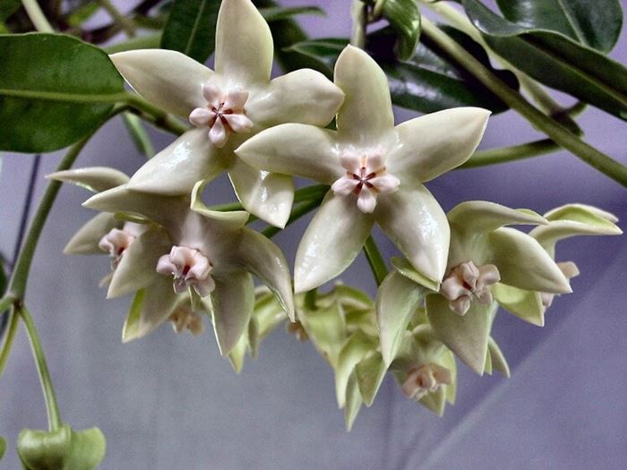 Mum çiçeği resimleri