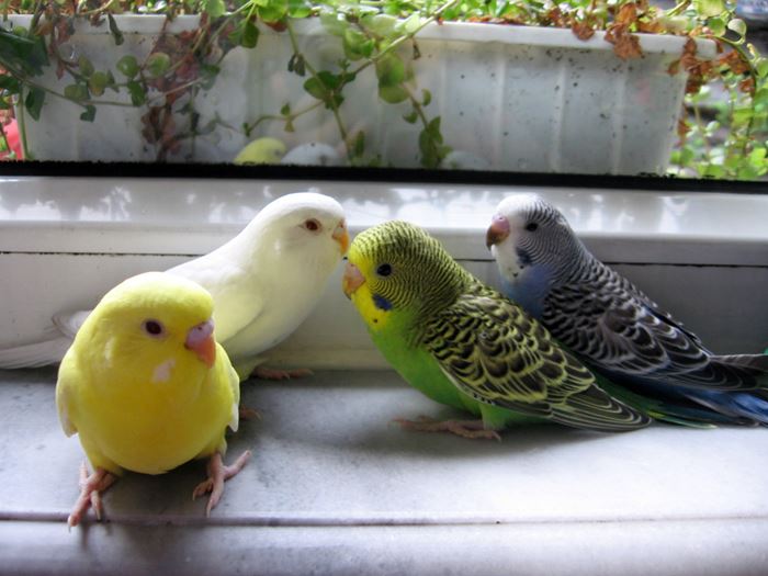 Muhabbet kuşu resimleri