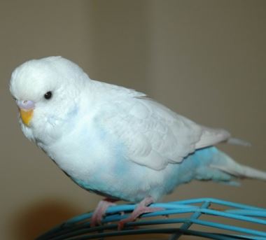 Muhabbet kuşu resimleri