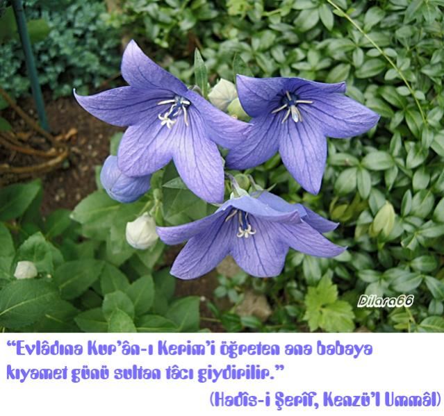 Çiçeklerle Ayet Ve Hadisler II