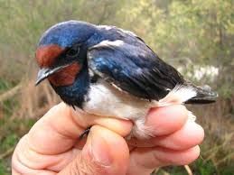 Kırlangıç kuşu resimleri