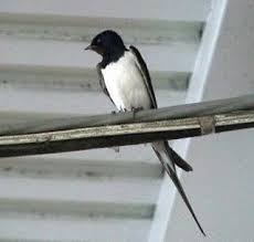 Kırlangıç kuşu resimleri