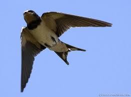 Kırlangıç kuşu resimleri