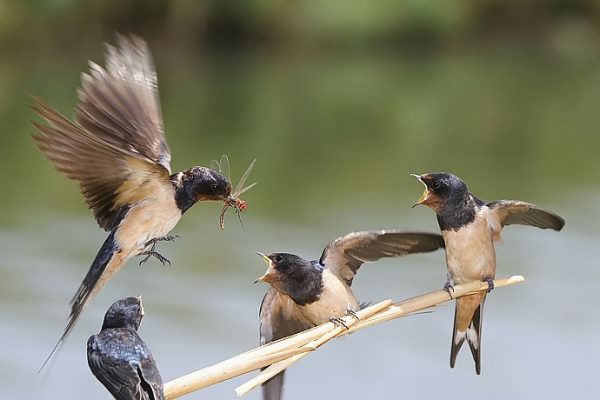 Kırlangıç kuşu resimleri