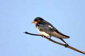 Kırlangıç kuşu resimleri