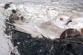 Kırlangıç kuşu resimleri