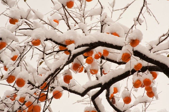 Cennetin bitkileri, meyveleri, pınarları, döşekleri, kadınları hakkında bilgi