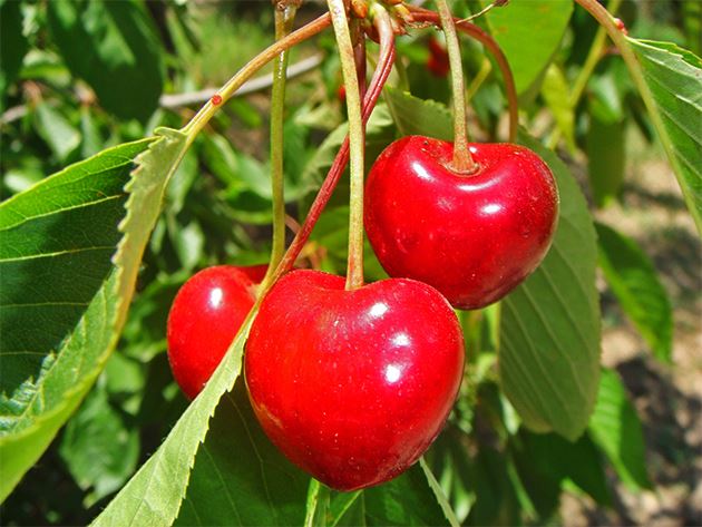 Cennetin bitkileri, meyveleri, pınarları, döşekleri, kadınları hakkında bilgi