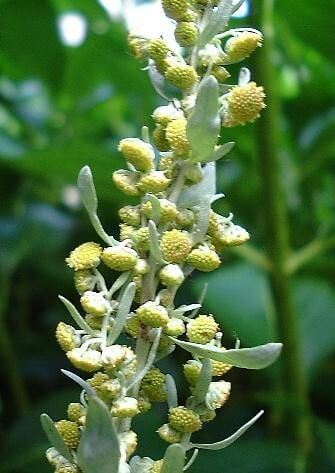 Pelin Otu Çayı  Hazırlanışı Nerede Yetişir ve Faydaları