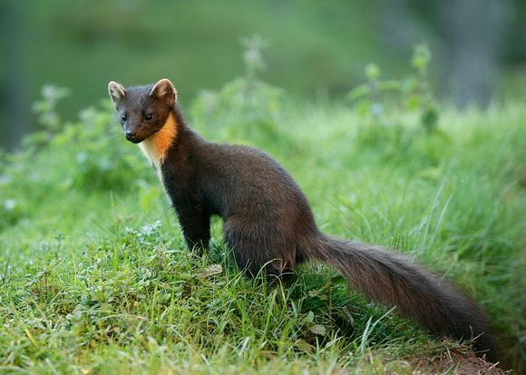 Sansar nedir? Sansar resimleri