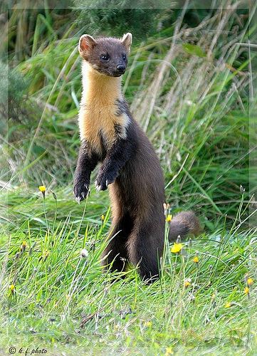 Sansar nedir? Sansar resimleri