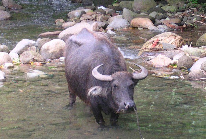 Manda nedir? Manda resimleri