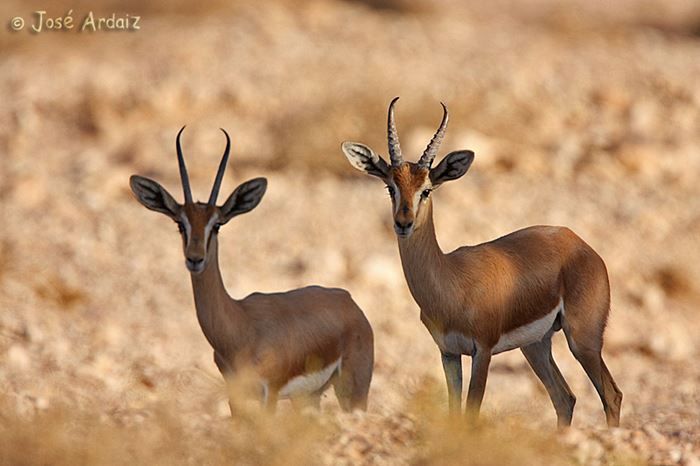 Ceylan nedir? Ceylan resimleri