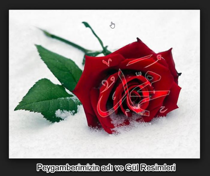 Peygamber efendimizin simgesi gül