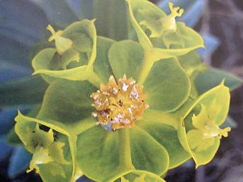 Mevlana çiçeği Görenleri Hayrete Düşürüyor çok Ilginç