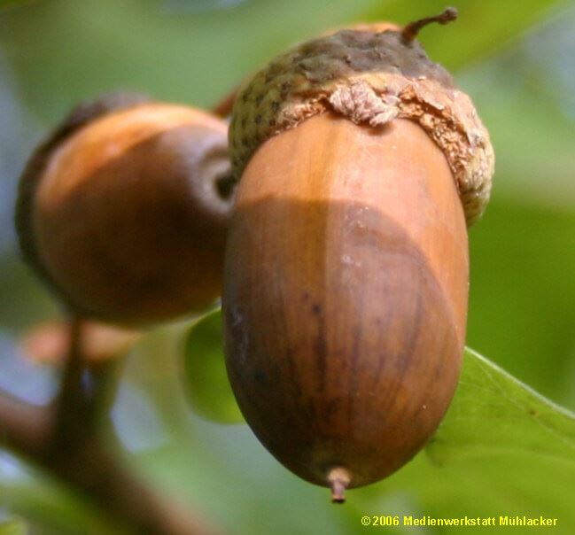Palamut Resimleri (meşe) Palamut Ağaçları (ballot)