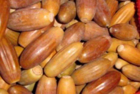 Palamut Resimleri (meşe) Palamut Ağaçları (ballot)