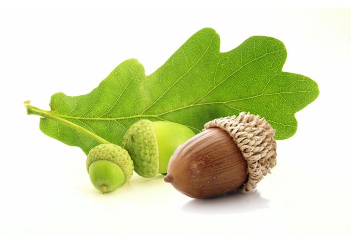 Palamut Resimleri (meşe) Palamut Ağaçları (ballot)