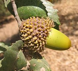 Palamut Resimleri (meşe) Palamut Ağaçları (ballot)