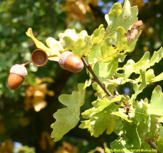Palamut Resimleri (meşe) Palamut Ağaçları (ballot)