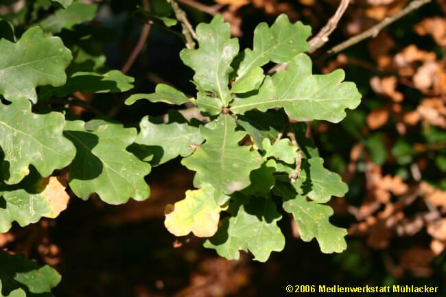 Palamut Resimleri (meşe) Palamut Ağaçları (ballot)