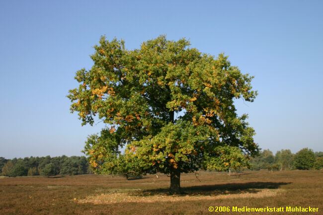Palamut Resimleri (meşe) Palamut Ağaçları (ballot)