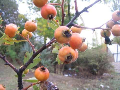 Alıç meyvesi resimleri ve alıç hakkında bilgi