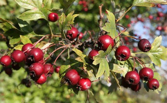 Alıç meyvesi resimleri ve alıç hakkında bilgi