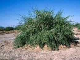 Misvak ağacı (Erak ağacı) resimleri