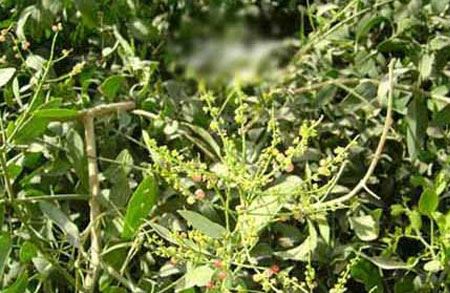 Misvak ağacı (Erak ağacı) resimleri