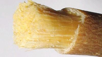 Misvak ağacı (Erak ağacı) resimleri