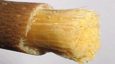 Misvak ağacı (Erak ağacı) resimleri