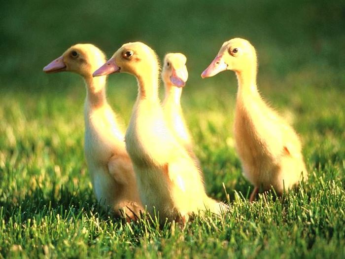 Ördekler Hakkında Kısa Bir Bilgi