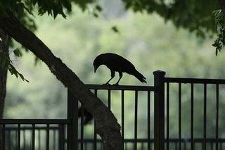 Üzgün kuş resimleri