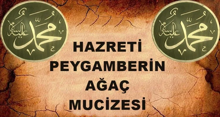 peygamberimizin agac mucizesi