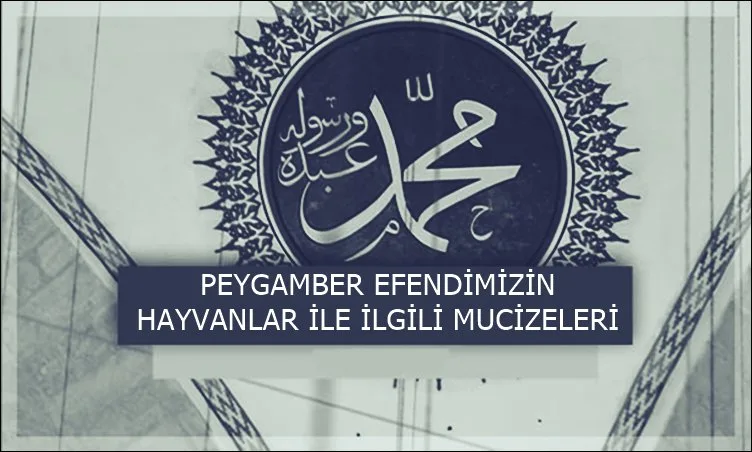 peygamberimizin hayvanlar ile ilgili mucizeleri