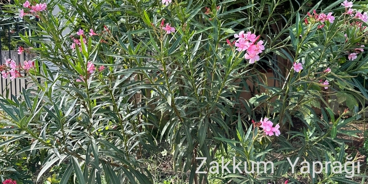 zakkum yapragi nerium oleander sivrisinek kovucu
