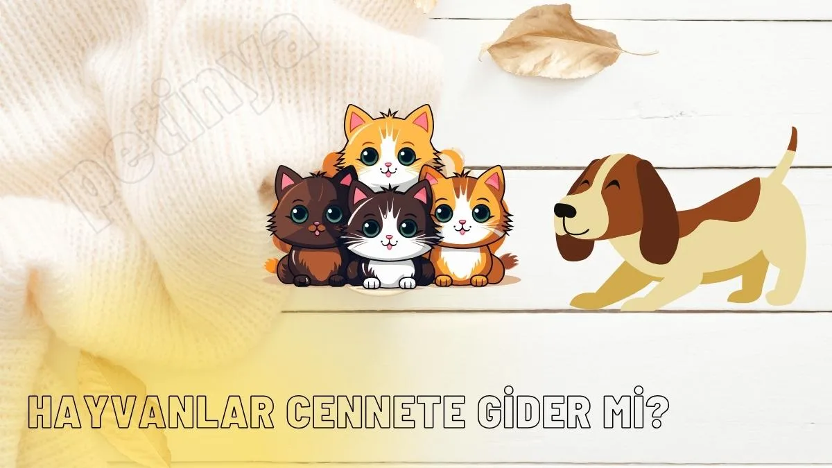 hayvanlar cennete gider mi