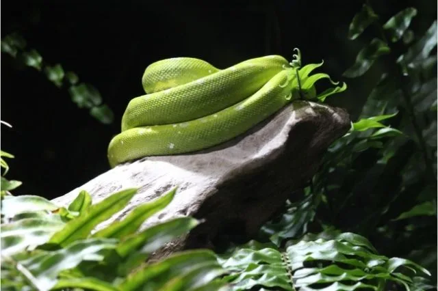ruyada yilan oldurmek