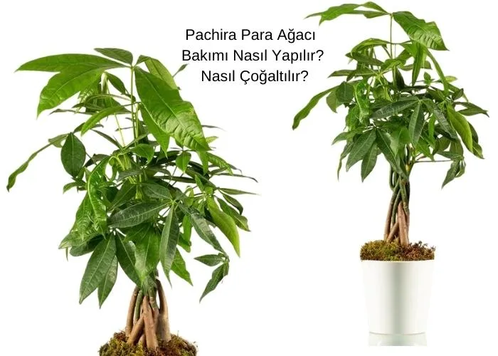 Pachira Para Agaci