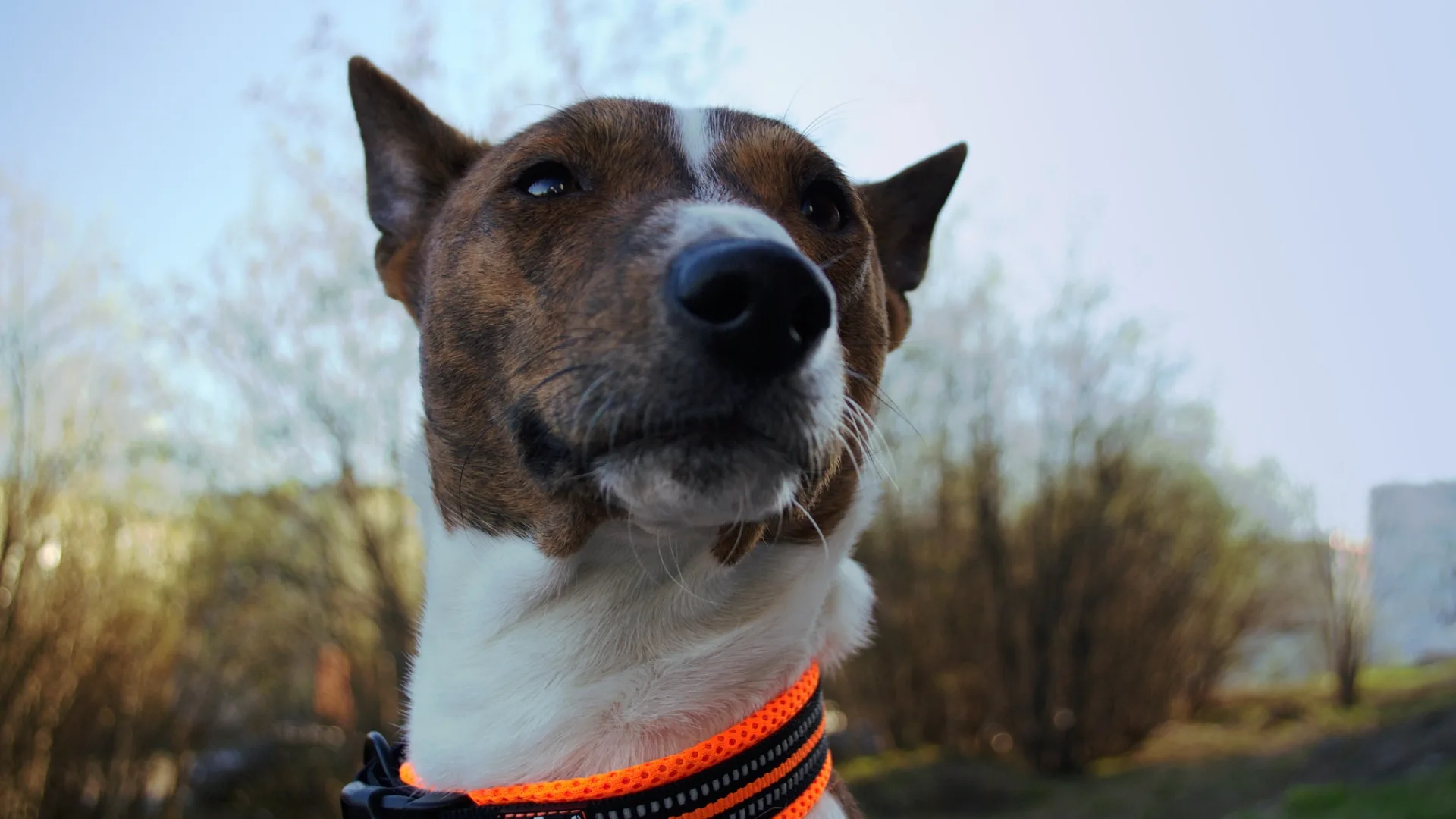 Basenji 1