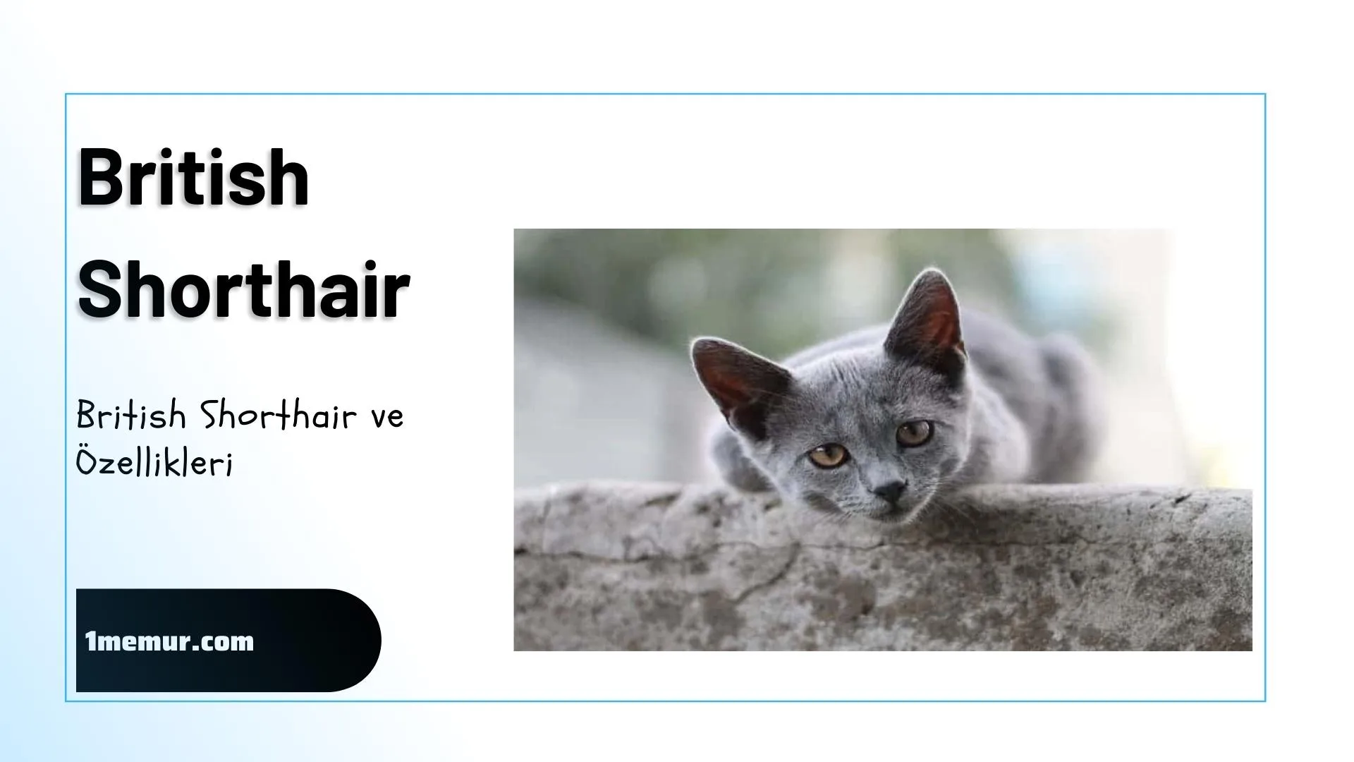 British shorthair