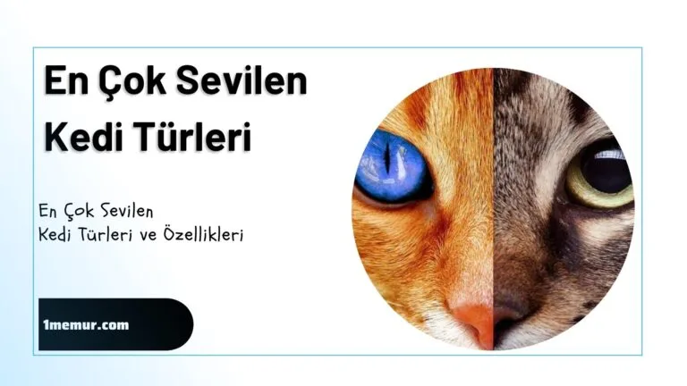 En sevilen kedi turleri